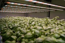SANlight FLEX20 Basil.webp