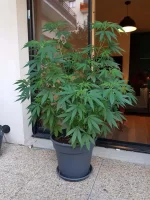 20200910_195446.webp