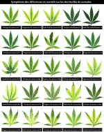 Feuille carencé.webp