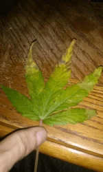 20141212_165412.webp 20141212_165412.webp