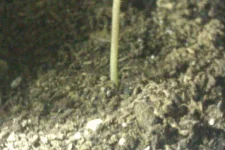 IMAG0940.webp