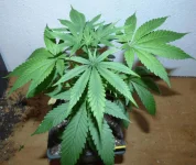 penny_trouble.webp