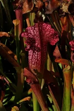 DSC_1618_ret.webp