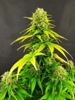 BCN F+50 (1).webp