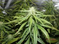 DSCN0966.webp