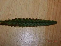 DSCN0979.webp