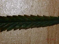 DSCN0984.webp