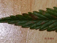 DSCN0990.webp