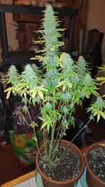 IMG_20201130_100354.webp