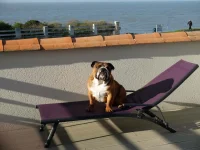 transat chien.webp