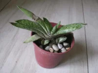 gasteria bicolor.webp