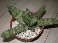 gasteria batesiana.webp