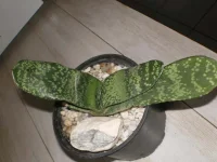 gasteria disticha.webp