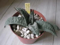 gasteria ellaphiae.webp