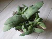 gasteria glaumerata.webp