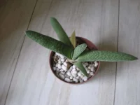 Gasteria gracilis.webp