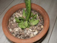 gasteria little warty.webp