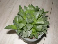 Haworthia bayeri.webp