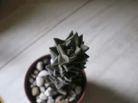 Haworthia coarctata2.webp