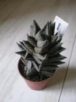 Haworthia coarctata3.webp