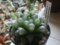 Haworthia cooperi truncata2.webp