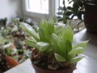 Haworthia cooperii.webp