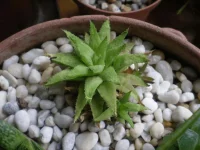 Haworthia marumiana batesiana.webp