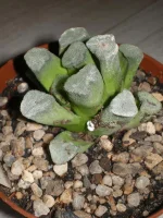 Haworthia maughanii.webp