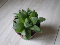 Haworthia mirabilis paradoxa.webp
