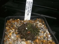 Haworthia parksiana.webp