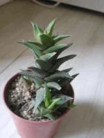 Haworthia reinwardtii.webp