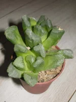 Haworthia retusa truncata.webp
