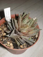 Haworthia revendetti.webp
