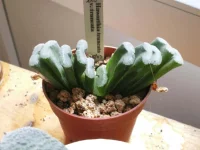 Haworthia truncata truncata.webp
