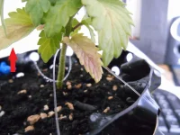 DSCN06582.webp