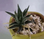Haworthia attenuata.webp