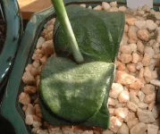 Gasteria armstrongii2.webp