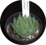 haworthia bolusii_blackbeart.webp