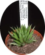 haworthia chloracantha.webp