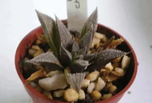 Haworthia maraisii.webp