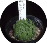 haworthia seitseville.webp
