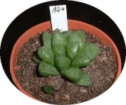 haworthia turgida_suberecta.webp