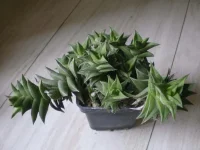haworthia virosa2.webp