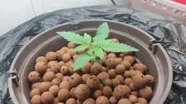 plante 2.webp