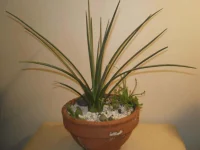 IMGP0293.webp