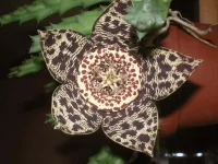 Stapelia fleur6.webp