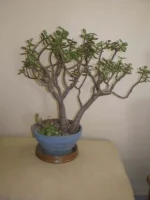 IMGP0286.webp