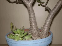 IMGP0288.webp