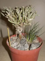 Monadenium Ritchei.webp