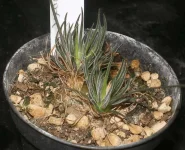 Ornithogalum Sardienii.webp